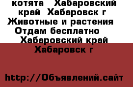 котята - Хабаровский край, Хабаровск г. Животные и растения » Отдам бесплатно   . Хабаровский край,Хабаровск г.